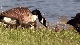 Royalty Free Video Ducks at Park 2