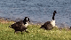 Royalty Free Video Ducks at Park 1