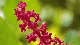 Royalty Free Video Red Flowers