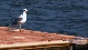 Royalty Free Video Seagull on Dock
